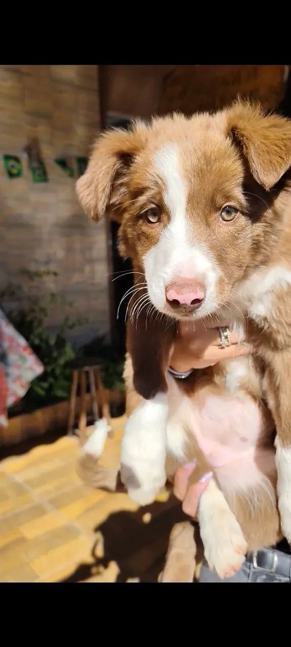 BORDER COLLIE  - Foto 2