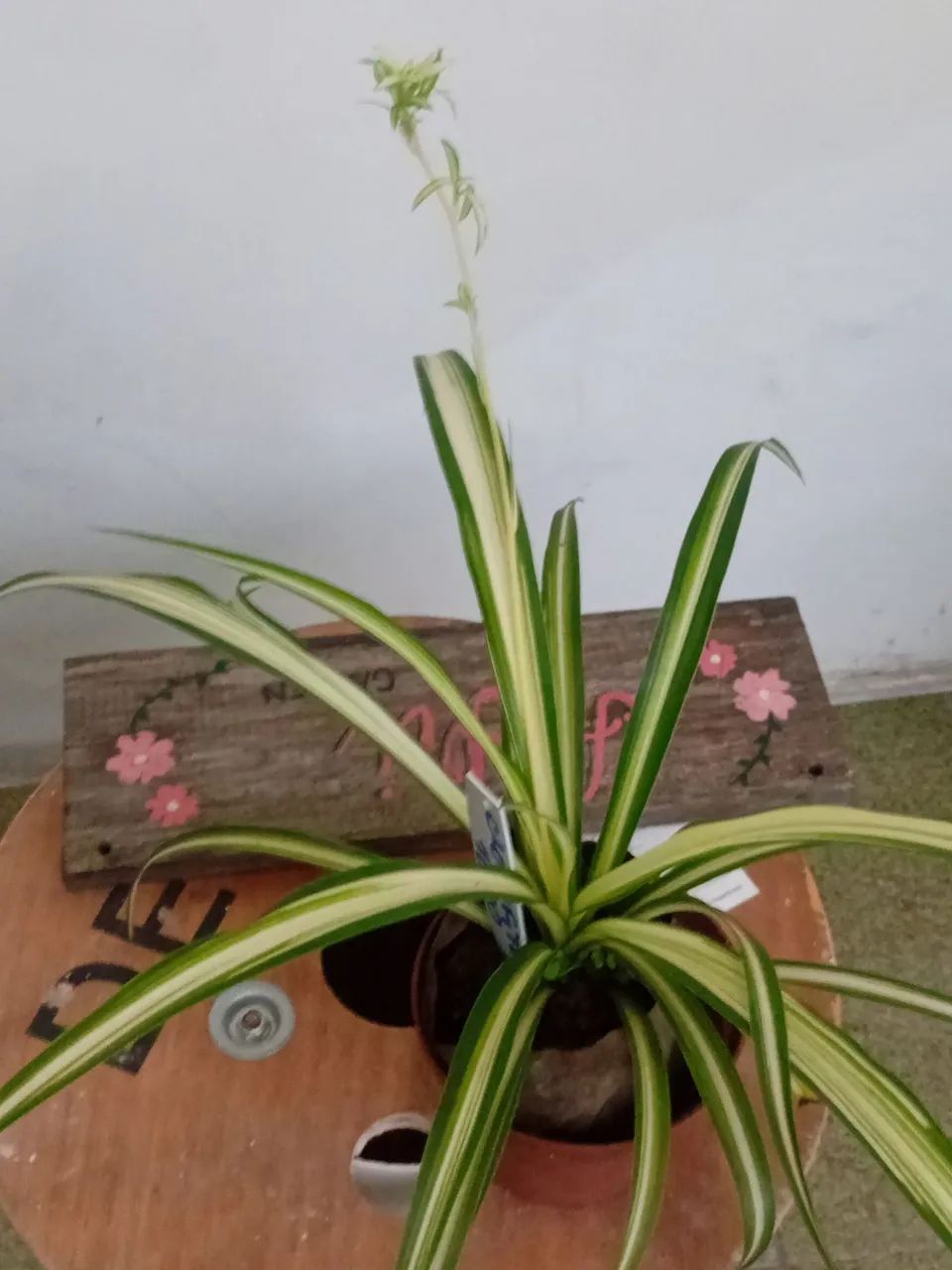 Muda planta 