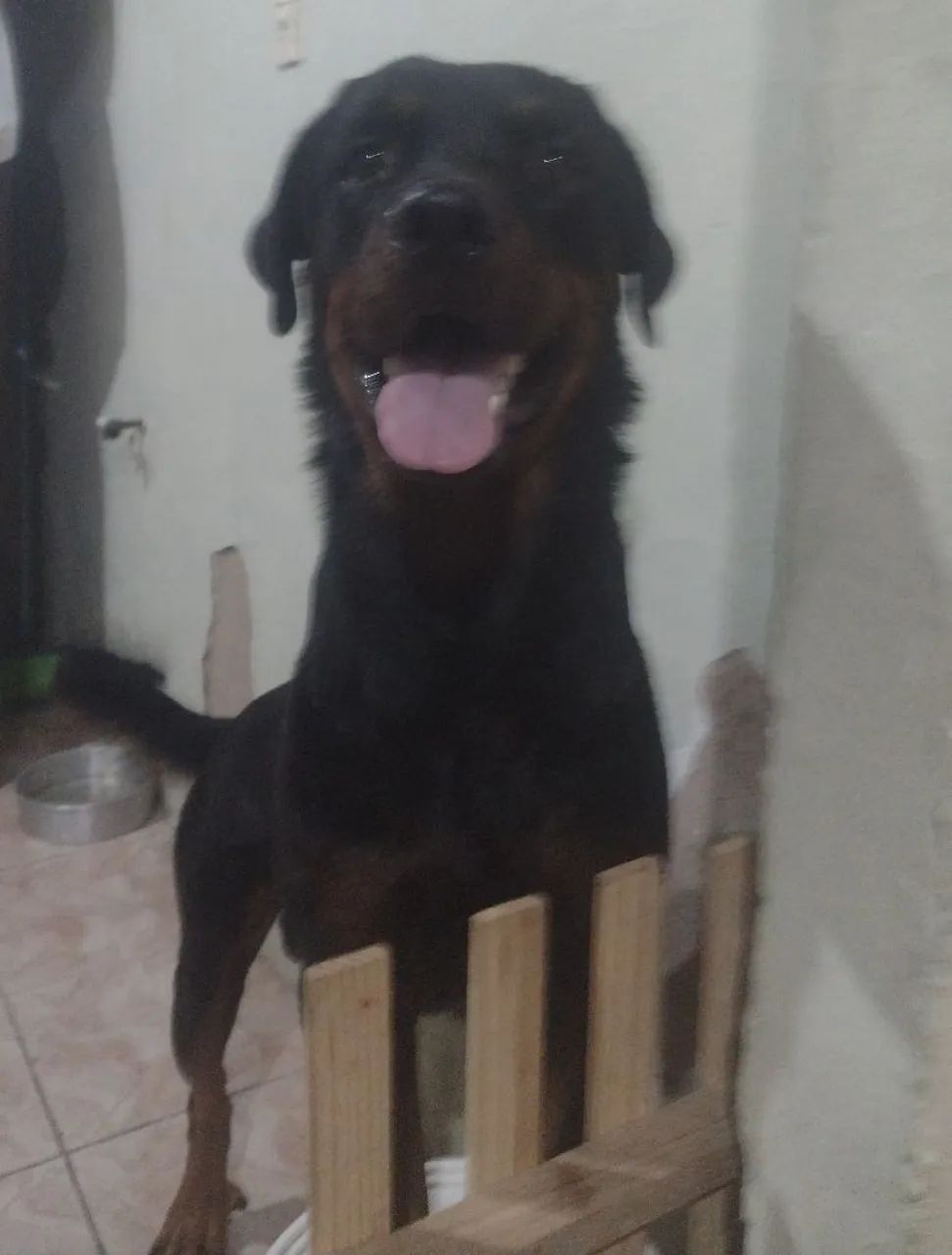 Vendo uma filhote de rottweiler de 2 meses. ( E tô doando um casal de rottweiler adultos