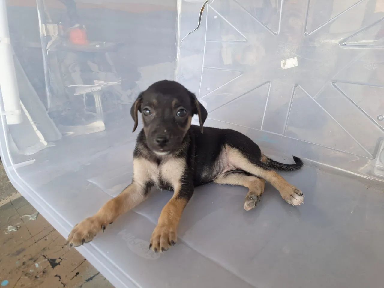 DOAÇÃO  - Foto 5