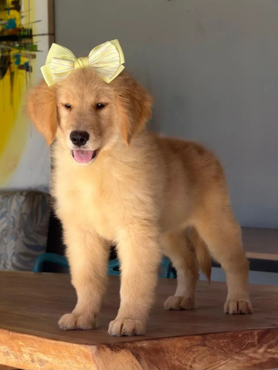 Goldens para Teresópolis 