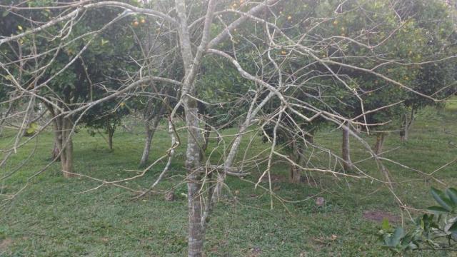 Sítio rural à venda, zona rural, quitandinha. - Foto 17