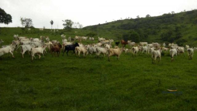 Fazenda à venda, 2541000 m² por r$ 3.675.000 - fazenda velha - nova laranjeiras/pr - Foto 9