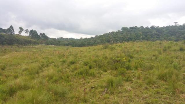 Área à venda, 103000 m² por r$ 700.000,00 - borda do campo - são josé dos pinhais/pr - Foto 10