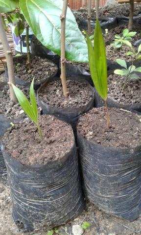 Vendo mudas frutíferas - Foto 4