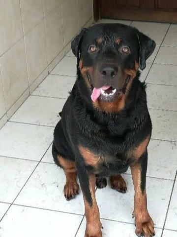 Rottweiler macho puro cabeça de Touro pra cruzar - Foto 4