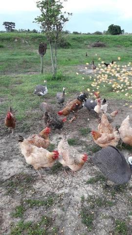 Sítio com 4,5 hectares, situado na cidade de Arari-MA - Foto 12