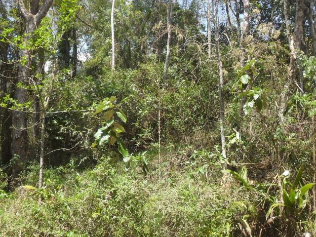 Terreno Teresopolis - Albuquerque - 1.670 metros - Foto 4