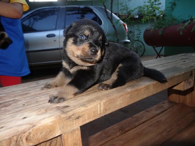 Vendo filhote de rottwailer - Foto 4