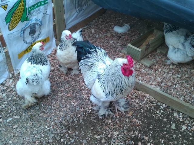 Pintinhos de raça orpiton preto azul , Brahma - Foto 5