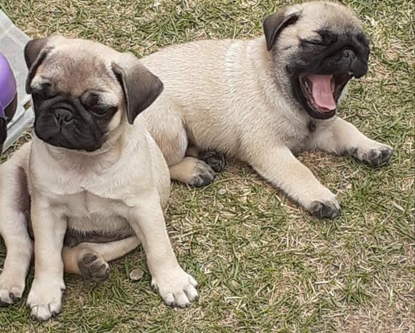 Pug filhotes - Foto 4