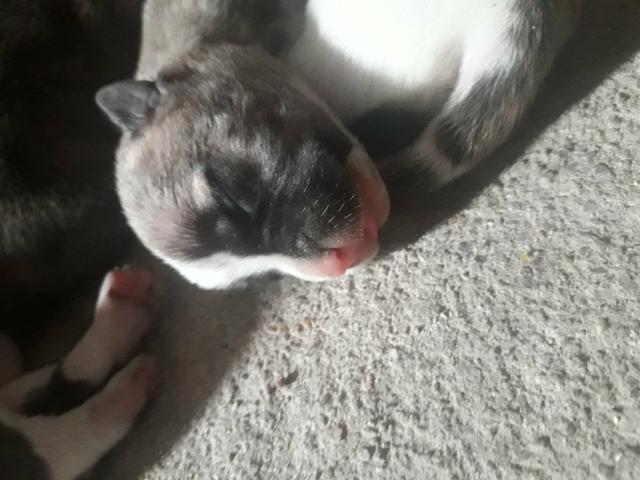 Filhotes de Pitbull - Foto 3