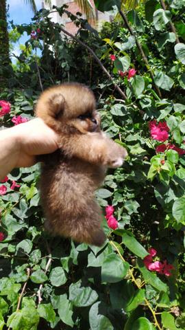 Filhote spitz alemão anão (Lulu da pomerania)