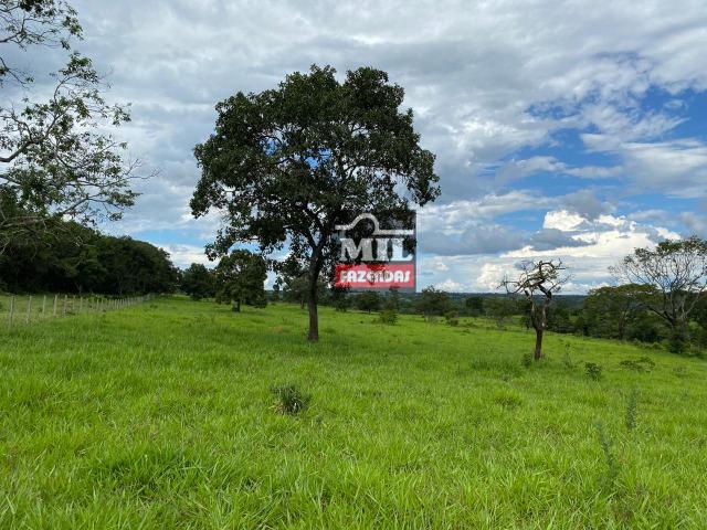 Fazenda 25 Alqueires ( 121ha) Hidrolândia-GO - Foto 17
