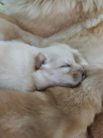 Filhotes de Chow Chow