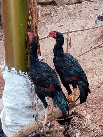 Galo frango índio - Foto 2