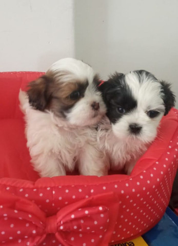 Vendo shih tzu Fêmea Micro!!! - Foto 2