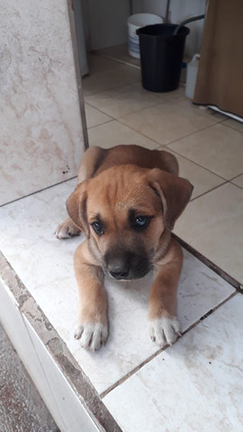 Cachorros macho porte Medio