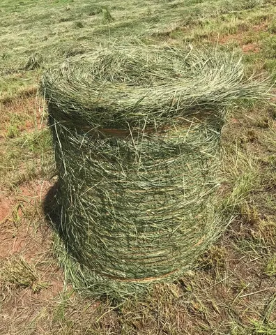 Capim Massai pode matar seu cavalo! 