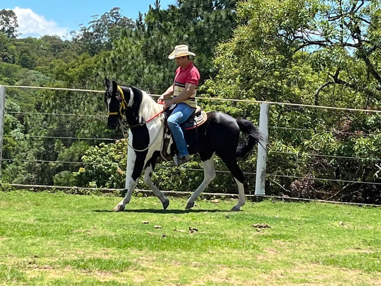 Cavalo mangalarga pampa de preto  - Foto 3