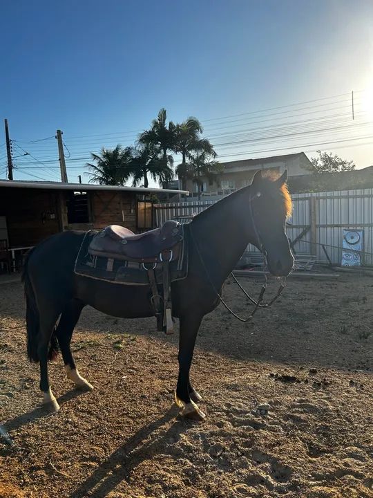 A venda cavalo crioulo - Foto 5