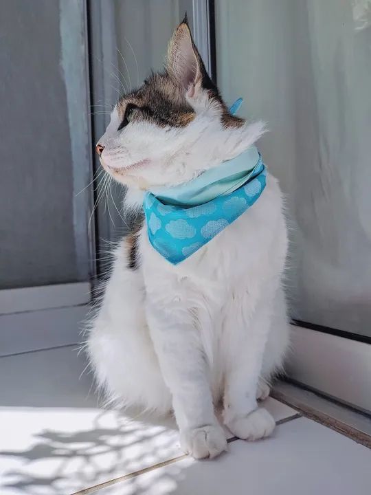 Bandanas e laços pet - Foto 4