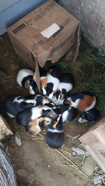 Porquinho da índia  - Foto 3