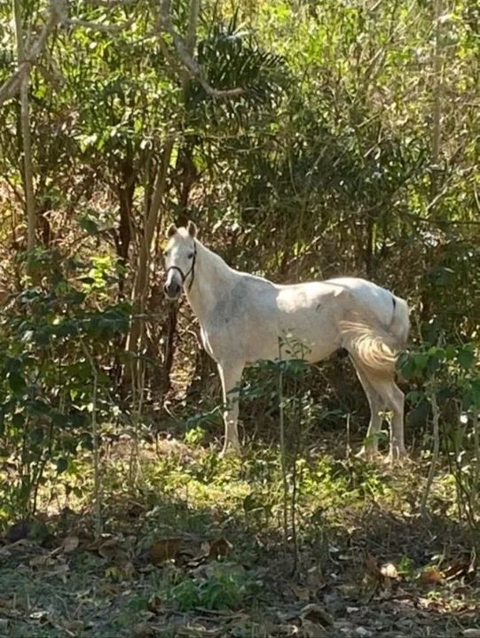 Vendo cavalo marcha picada - Foto 2