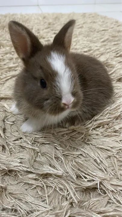 Coelhinha Mini Lions  - Foto 3