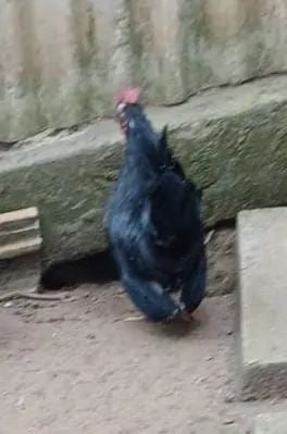 Casal de Galinzé  - Foto 2