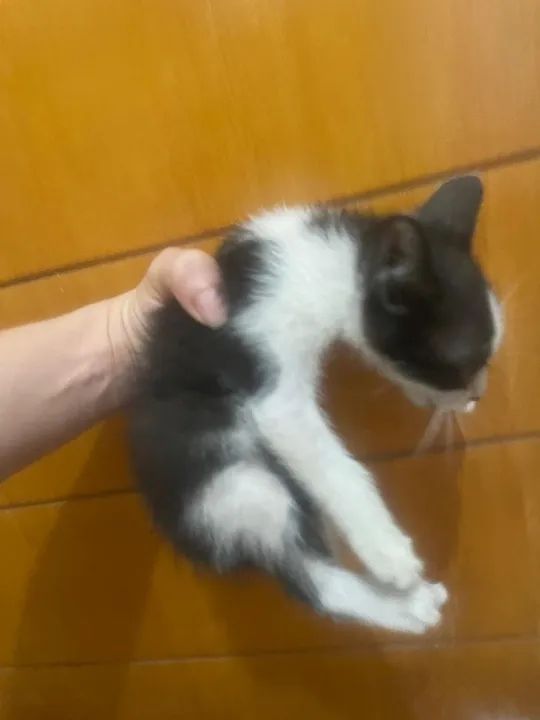 Gatinho Branco e Preto - Adote Já! - Foto 4
