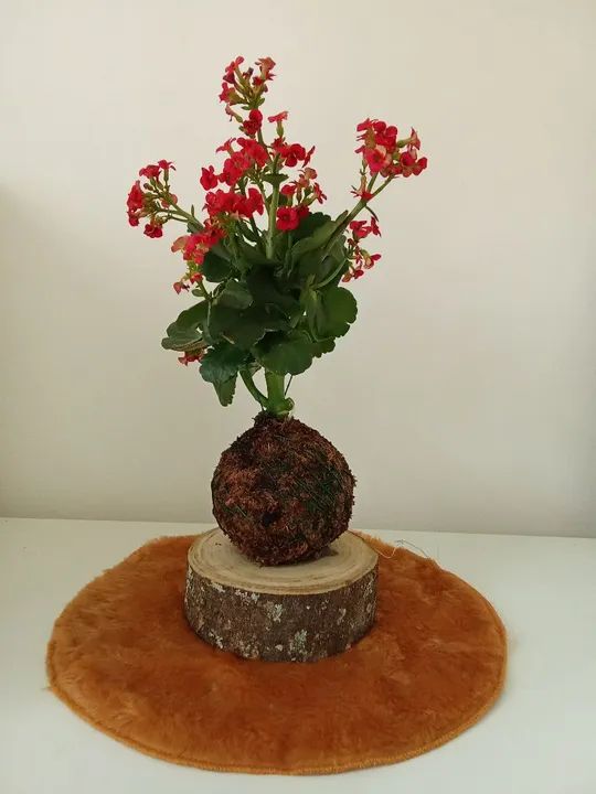 Planta Kalanchoe na Kokedama  - Foto 2