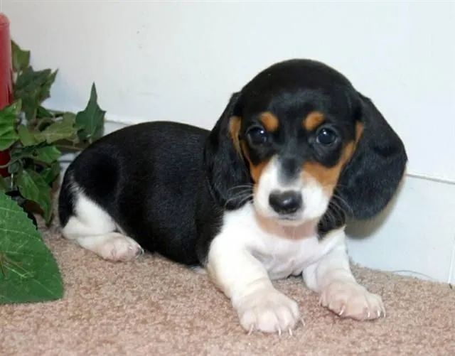 Teckel salsichinha Daschund 