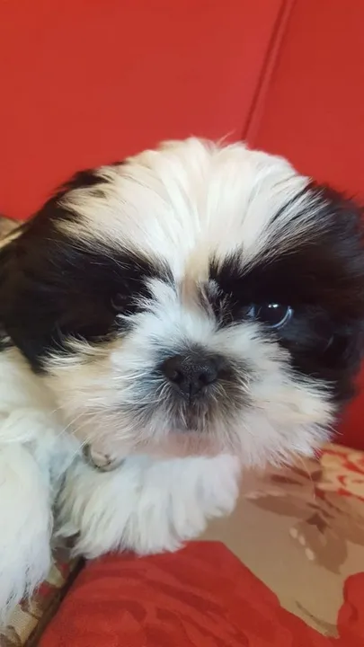 Shih tzu na casa da vovó