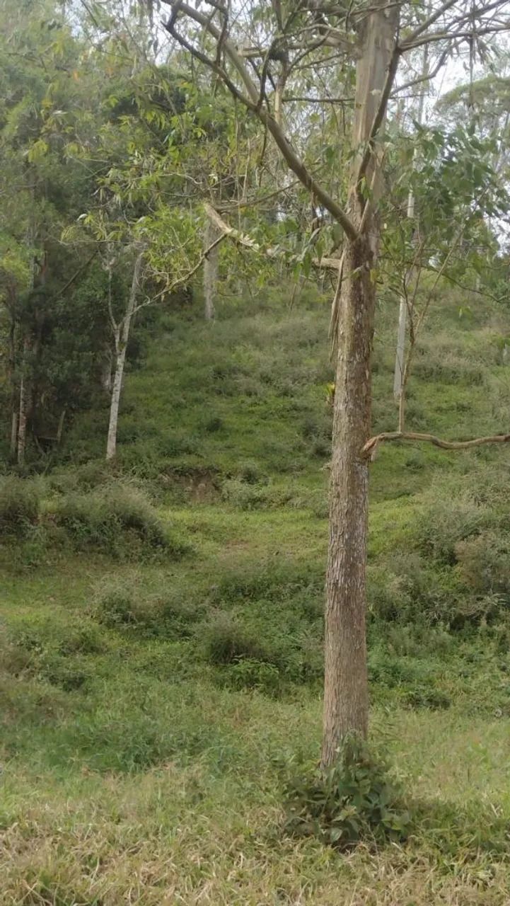 Sítio Encantador com Recursos Naturais Abundantes - 4 Hectares de Puro sossego! - Foto 3