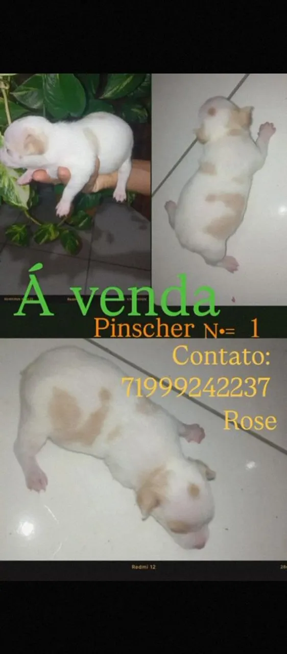 Filhote Pinscher à Venda - 
