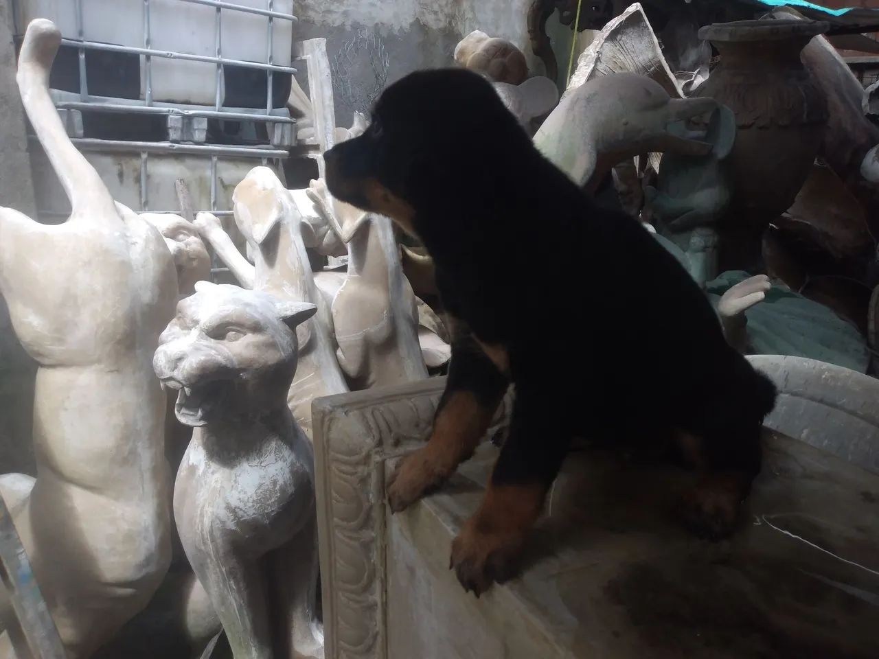 Filhote de Rottweiler - Foto 3