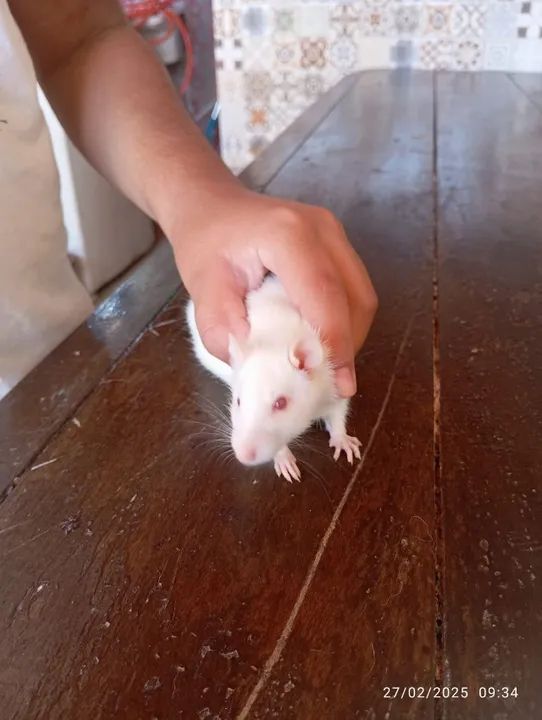 Vendo rato Twister fêmea  - Foto 4