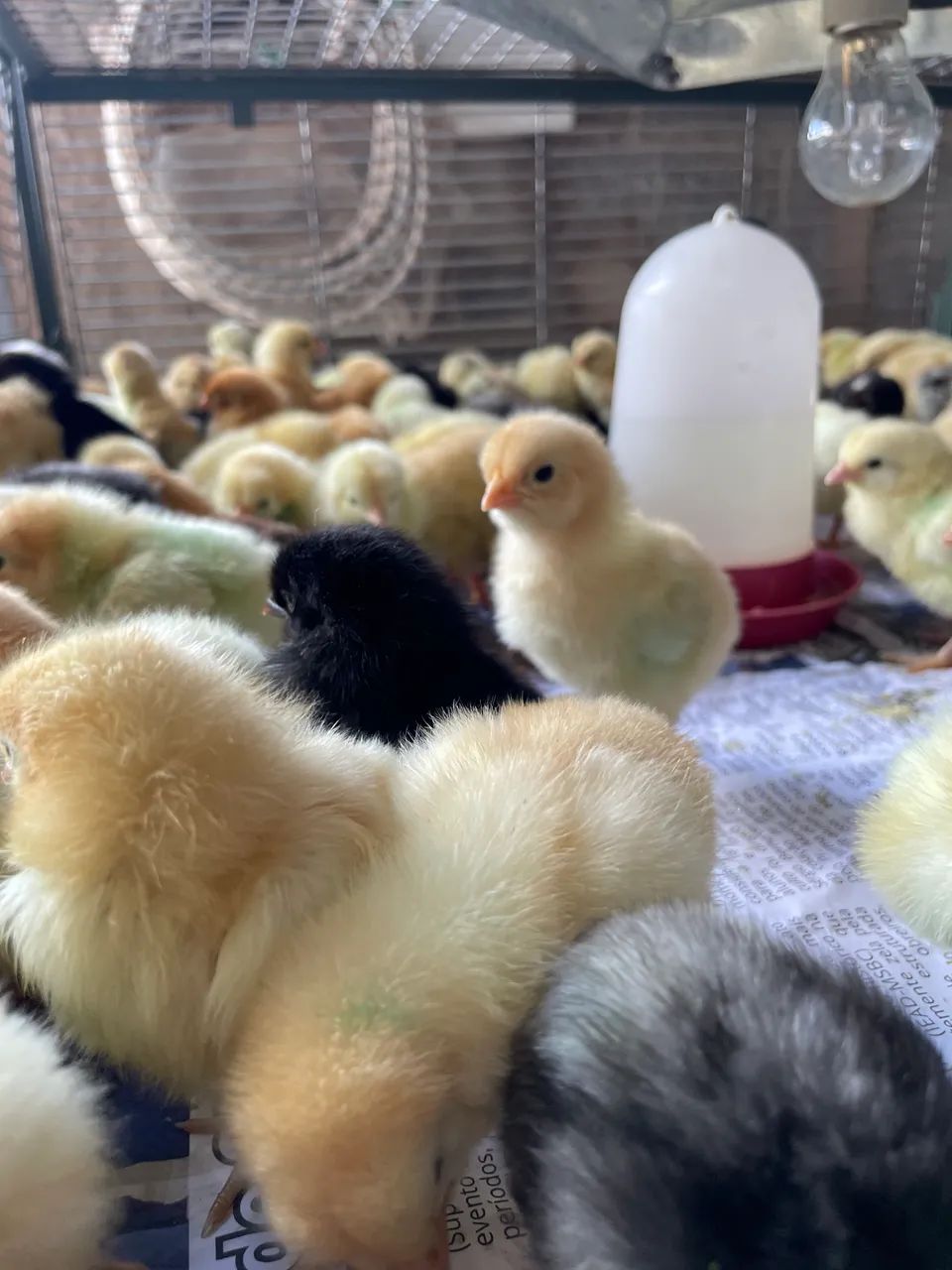 Pintinhos de corte  - Foto 2