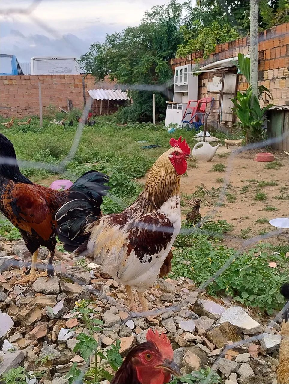  Galos para venda - Foto 4