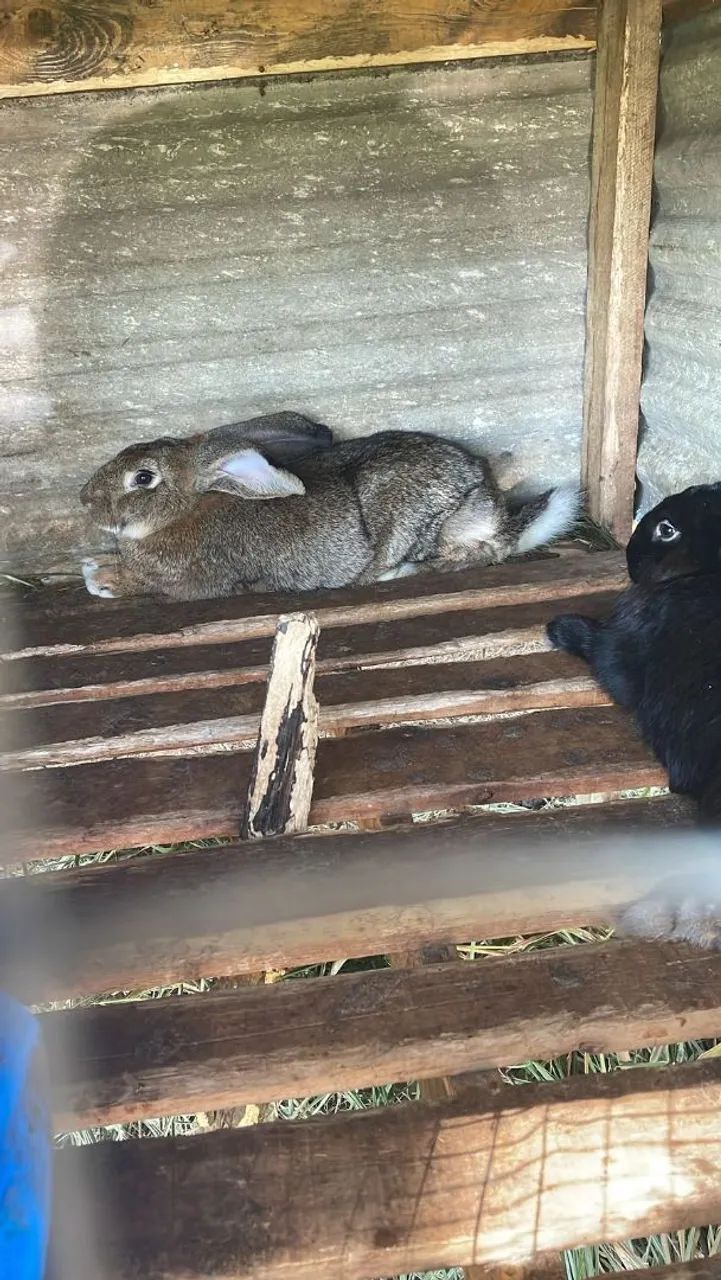 Filhotes Gigante de Flandres - Foto 4