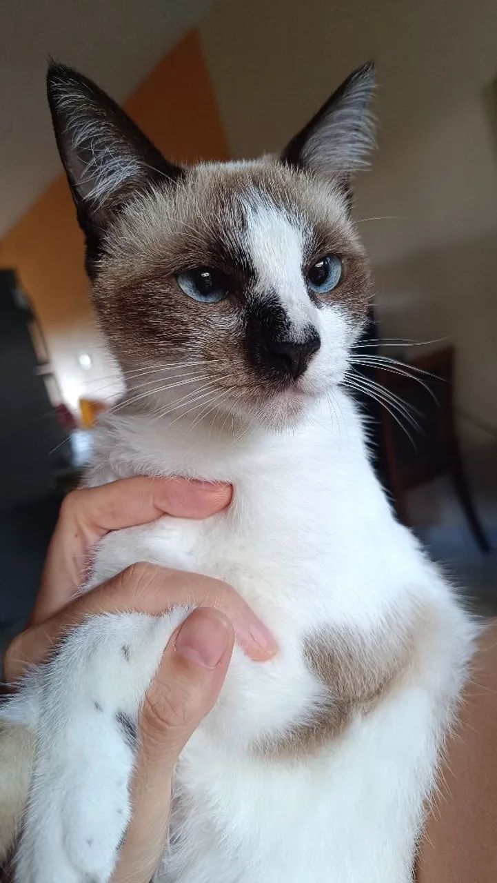 Gatinha 11 meses castrada disponível para adoção