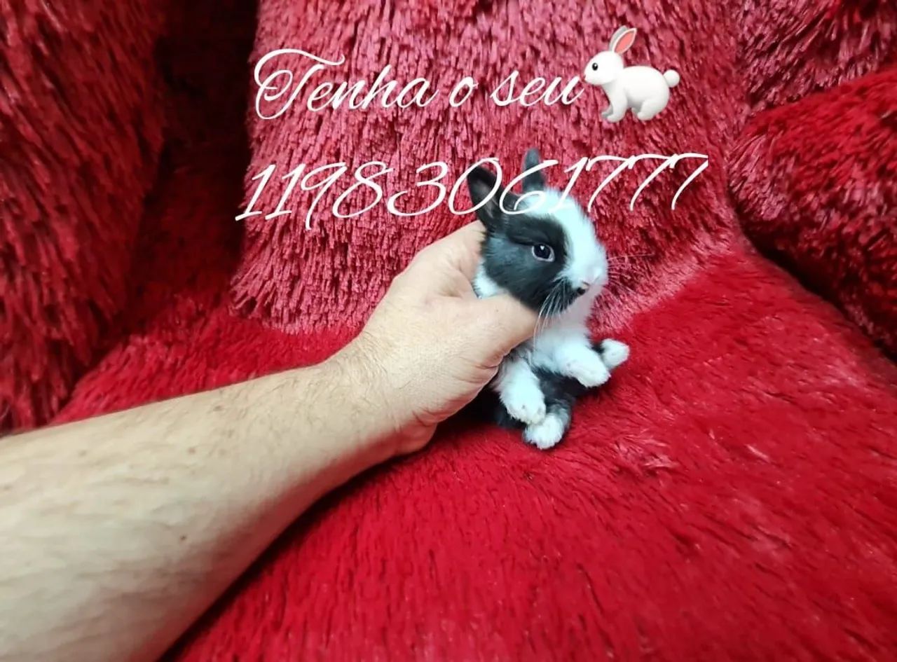 Mini coelho anao lion teddy, alegra sua família, mini pincher - Foto 4