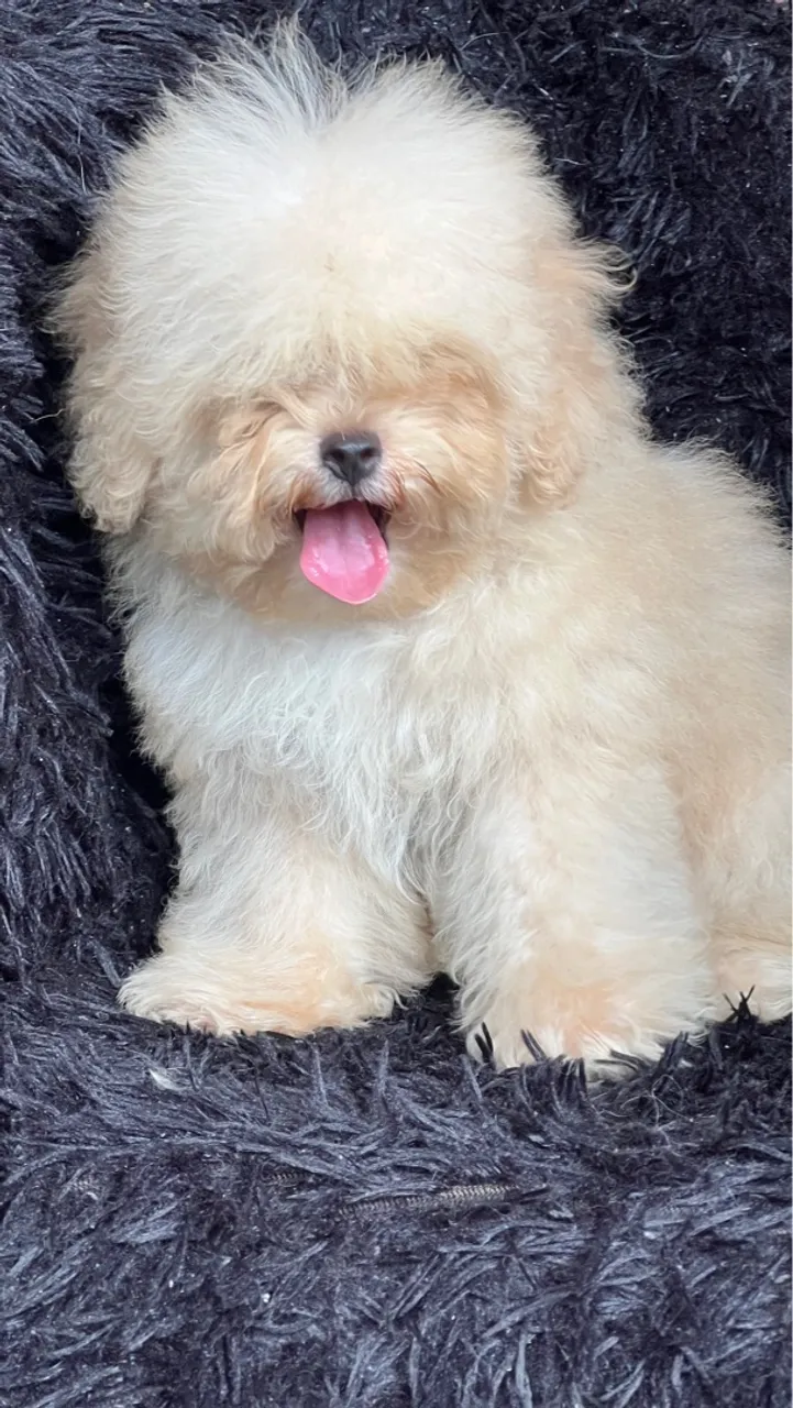 Poodles toy em promoção 10x sem juros
