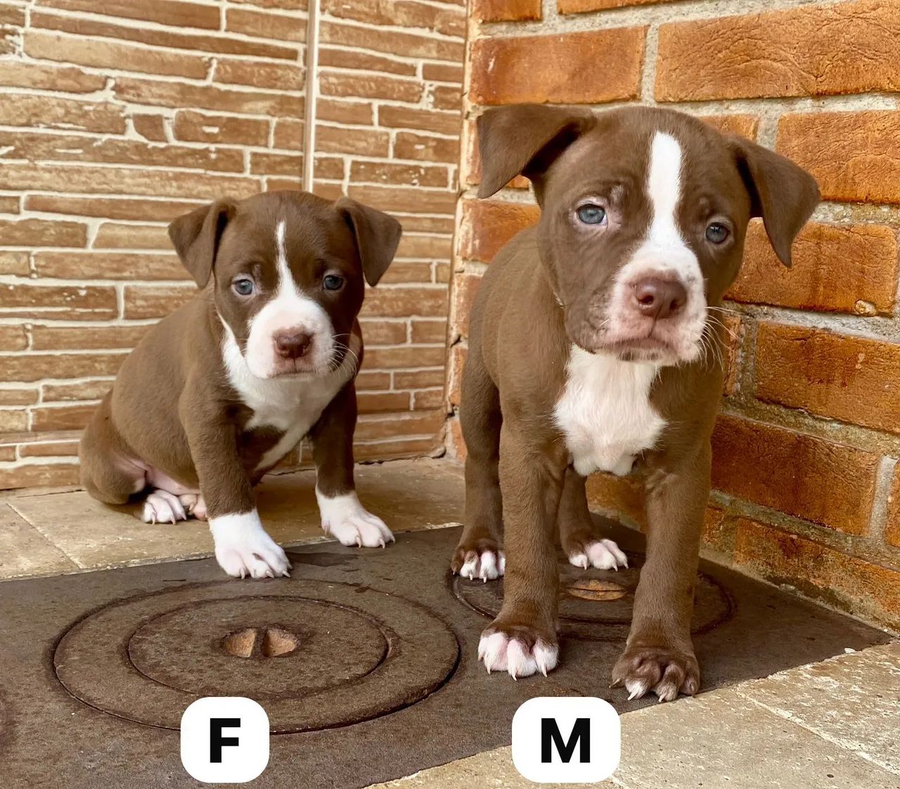 Filhotes de Pitbull - Macho e Fêmea