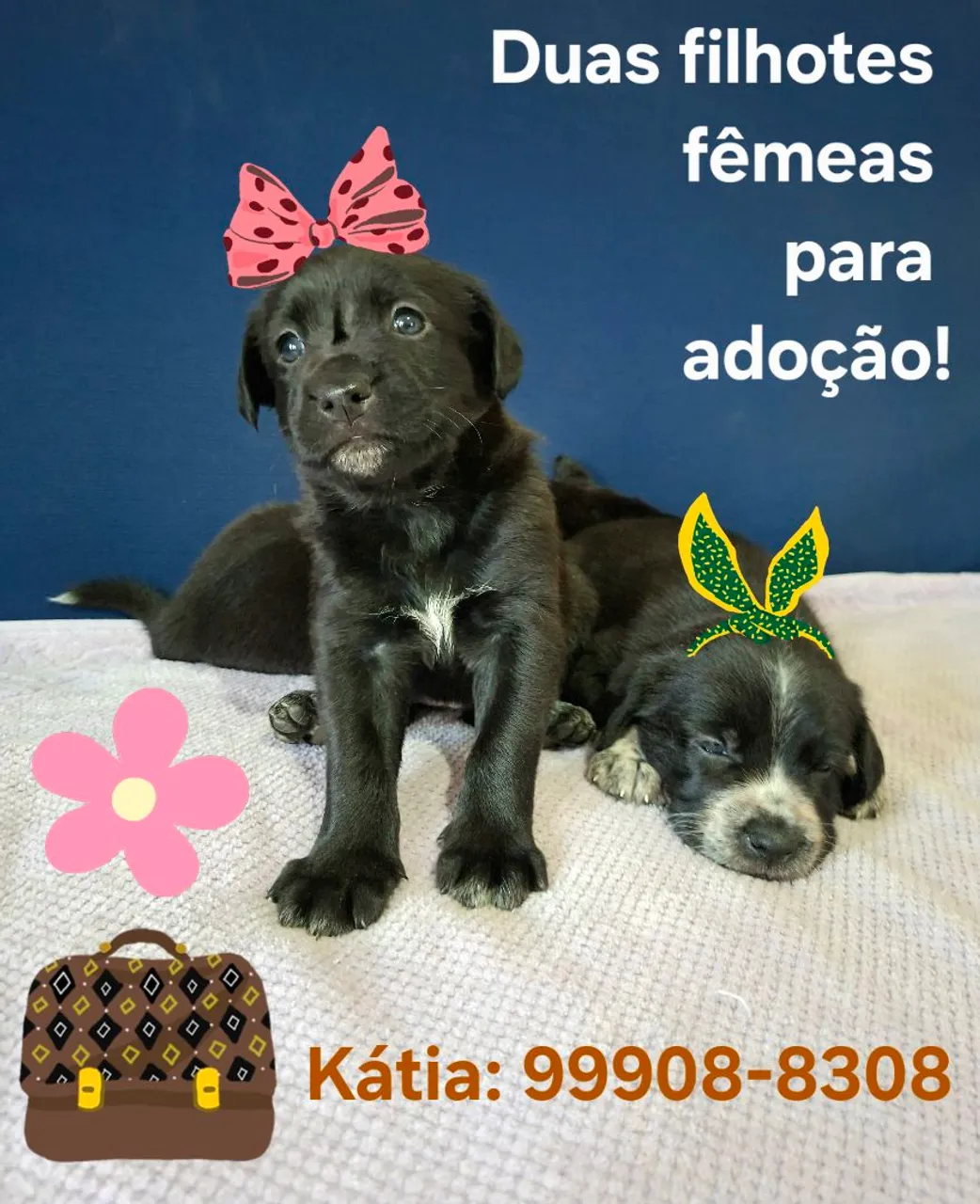 Duas filhotes fêmeas para adoção!