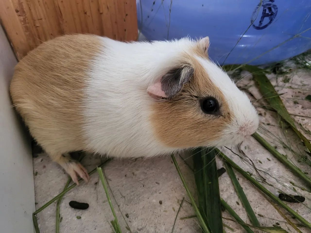 Vendo três porquinho da Índia  - Foto 5