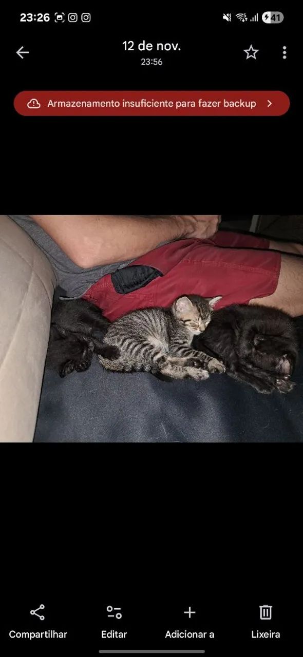 Doação de gato - Foto 3