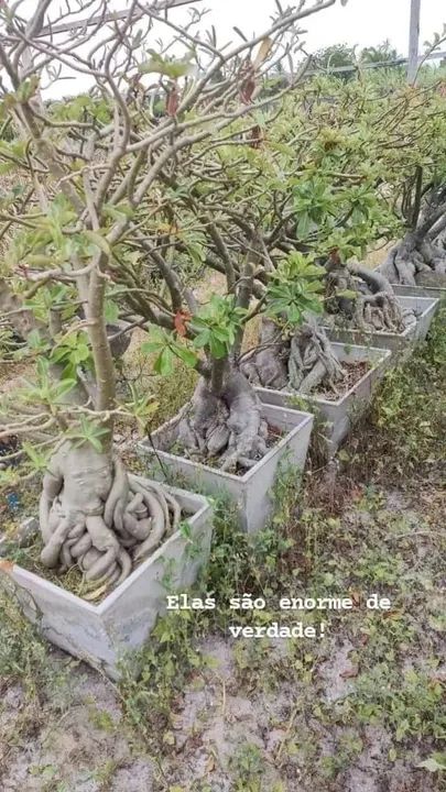 Mudas de Adenium obesum gigante  - Foto 3
