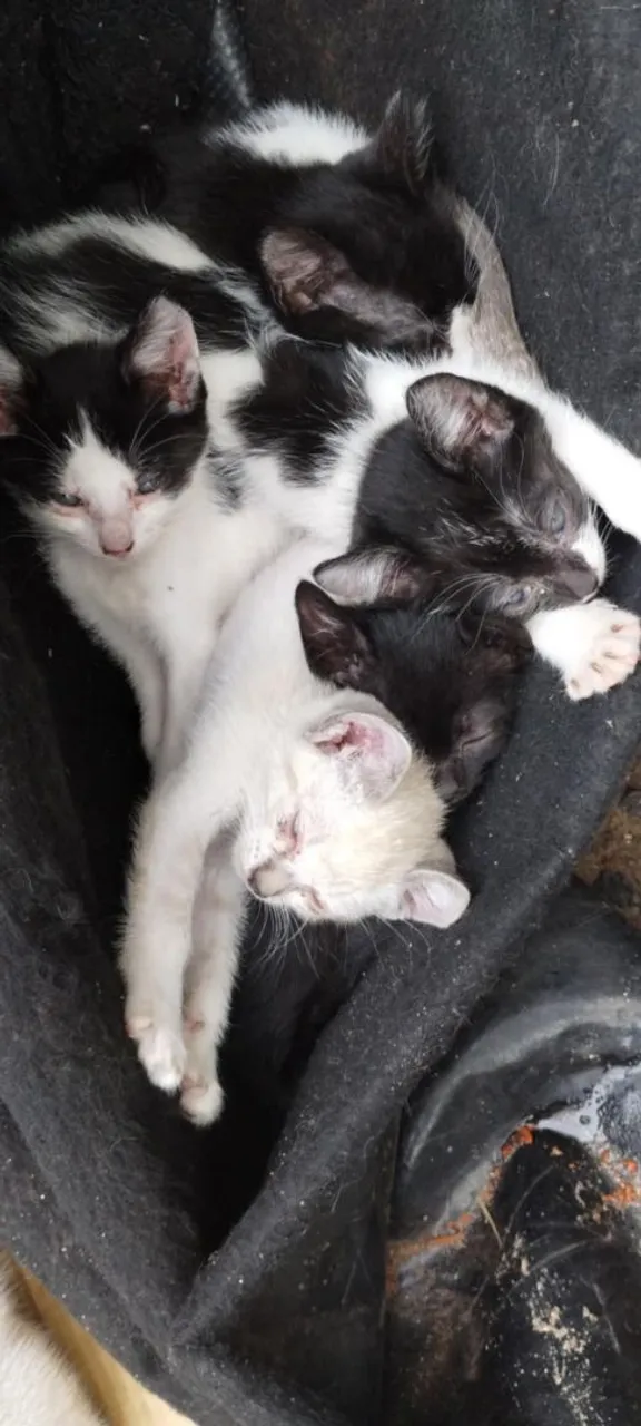 Filhotes de gatos adoráveis para adoção